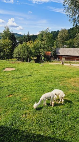 Pension PENSIUNEA SEKY from Salistea De Sus, Maramureș picture 39