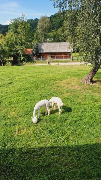 Pension PENSIUNEA SEKY from Salistea De Sus, Maramureș picture 40