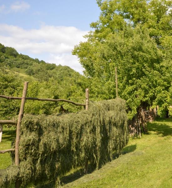 Pension CASA CEZAR BARSANA from Barsana, Maramureș picture 26